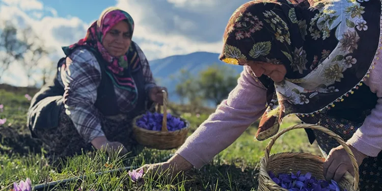 AB tescilli safranın hasadı sürüyor