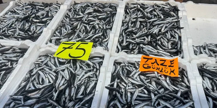 Zonguldak’ta hamsinin fiyatı 75 liraya düştü