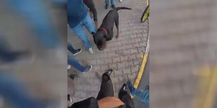 Saldırgan köpek gözetim altına alındı: Sahibine idari para cezası kesildi