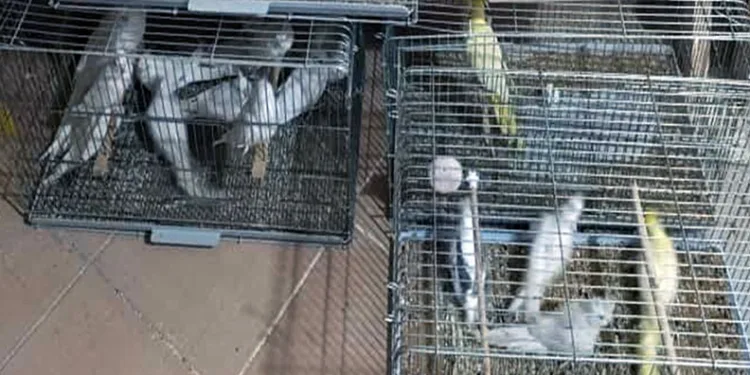 Çorlu’da Egzotik Kuş Operasyonu: Ceza yağdı