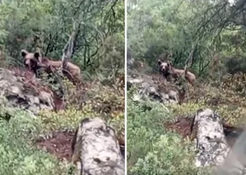Bursa’da kaymakamlık uyardı: Dikkat ayı çıkabilir