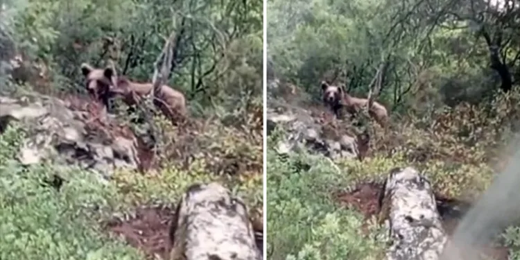 Bursa’da kaymakamlık uyardı: Dikkat ayı çıkabilir