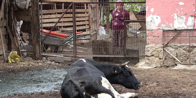 Şapa karşı en radikal koruma aşı
