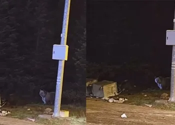 Uludağ’da kış uykusuna yatmayan ayılar, çöp konteynerlerini talan etti