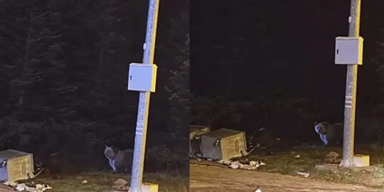 Uludağ’da kış uykusuna yatmayan ayılar, çöp konteynerlerini talan etti
