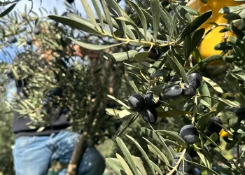 Zeytinde bu yıl kalite yüksek