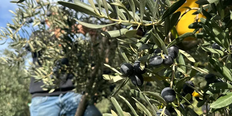 Zeytinde bu yıl kalite yüksek