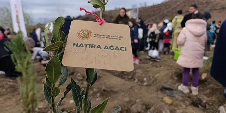 Bursa’da yanan ormanlar yeniden yeşeriyor