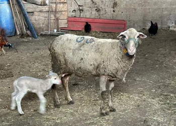 Kıpçaklardan bugüne bin yıllık gastronomik miras: Cağ kebabı