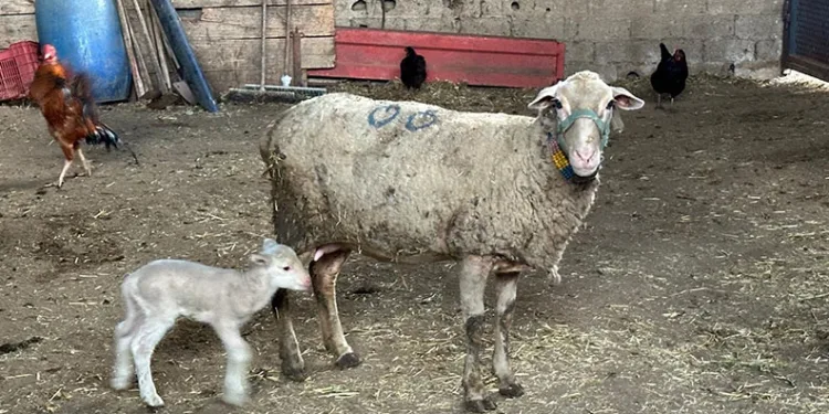 Kıpçaklardan bugüne bin yıllık gastronomik miras: Cağ kebabı