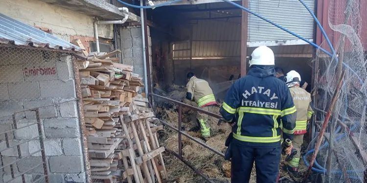 Nevşehir’de boş araziye atılmış 8 buzağı kadavrası bulundu
