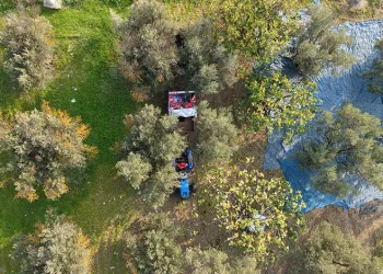 Bursa’da zeytin hasadı başladı