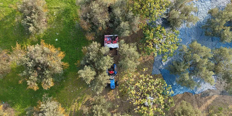 Bursa’da zeytin hasadı başladı