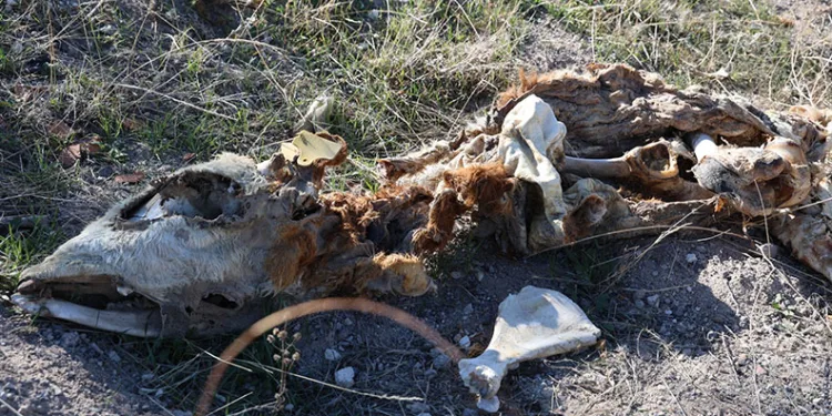 Nevşehir’de boş araziye atılmış 8 buzağı kadavrası bulundu