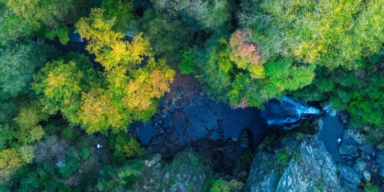 Gümüşhane’nin “Doğal Ağaç Müzesi” ziyaretçi akınına uğruyor