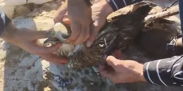 Gümüşhane’nin “Doğal Ağaç Müzesi” ziyaretçi akınına uğruyor