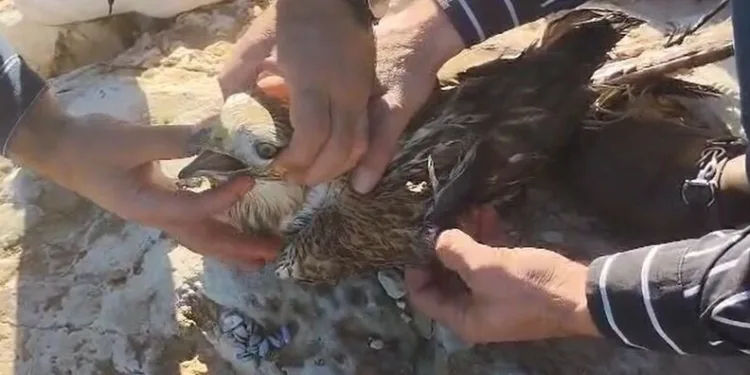 Gümüşhane’nin “Doğal Ağaç Müzesi” ziyaretçi akınına uğruyor