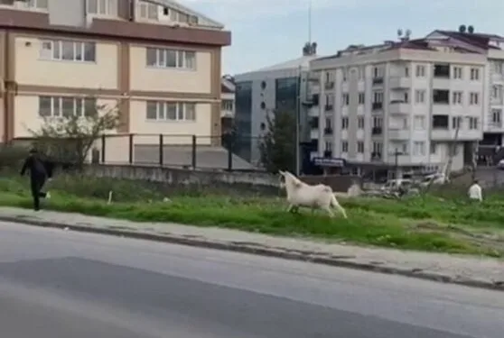 Park halindeki motosiklet çalındı