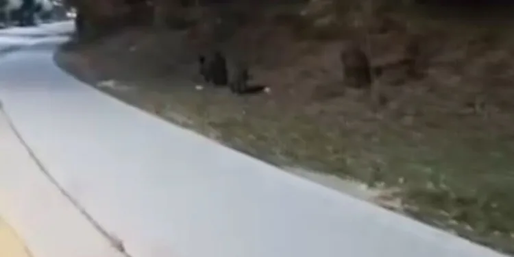 Geleceğe nefes: Demirkent TOKİ Ortaokulu öğrencilerinden örnek fidan dikimi etkinliği