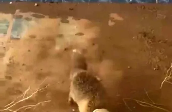 Tavuk çiftliğinin depo kısmında yangın