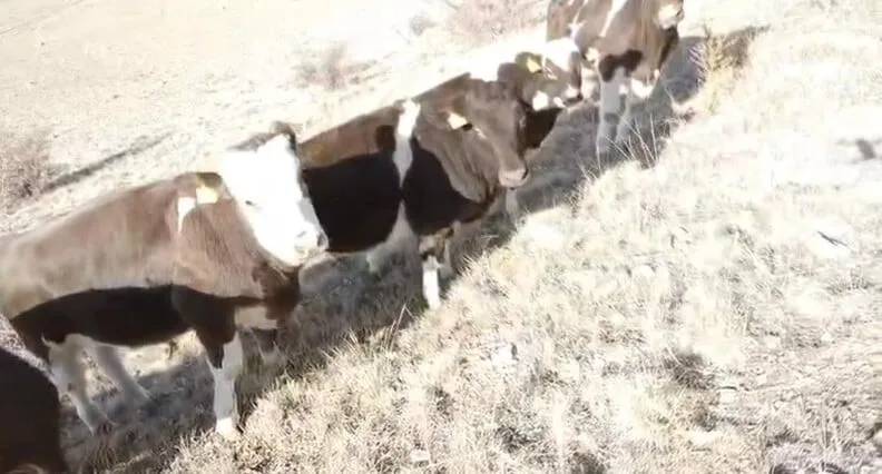 Tavuk çiftliğinin depo kısmında yangın