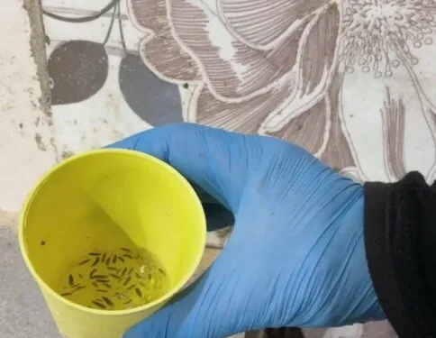 Uşak’ta uyuşturucu operasyonu: 5 kişi tutuklama
