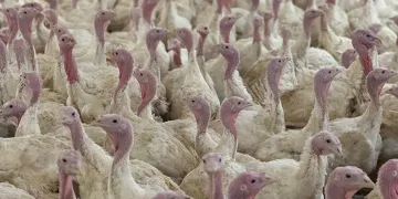 Bolu’da üreticilere “kuş gribi” uyarısı