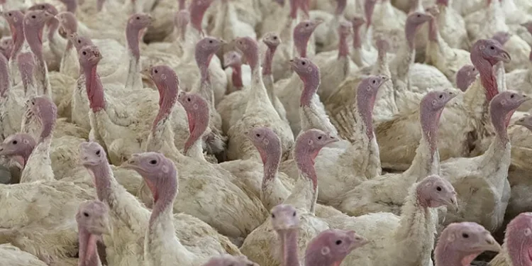 Bolu’da üreticilere “kuş gribi” uyarısı
