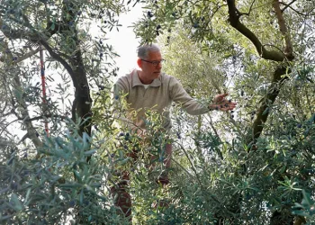 Mudanya’da zeytin hasadı sezonu başladı