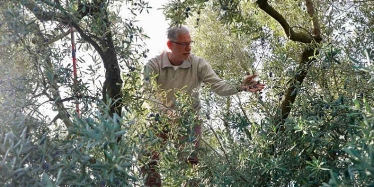 Mudanya’da zeytin hasadı sezonu başladı