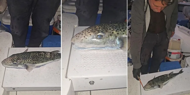 Gemlik Körfezi’nde benekli balon balığı şoku