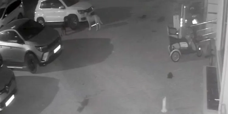 Sokak köpekleri park halindeki aracı parçaladı