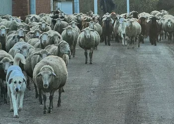 50 bin liraya çoban bulamıyorlar