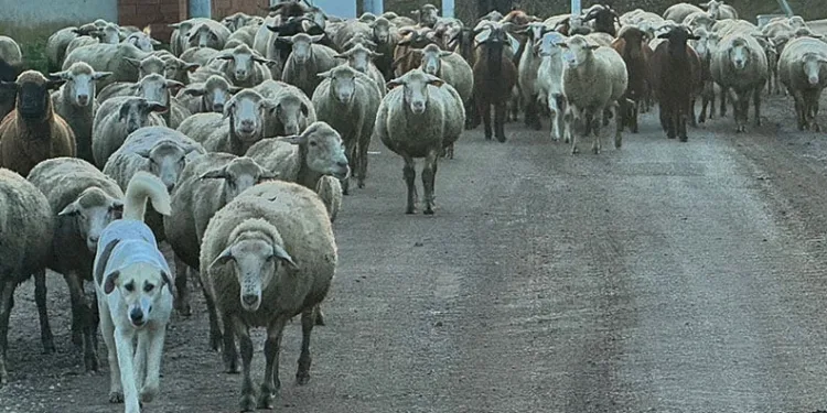 50 bin liraya çoban bulamıyorlar