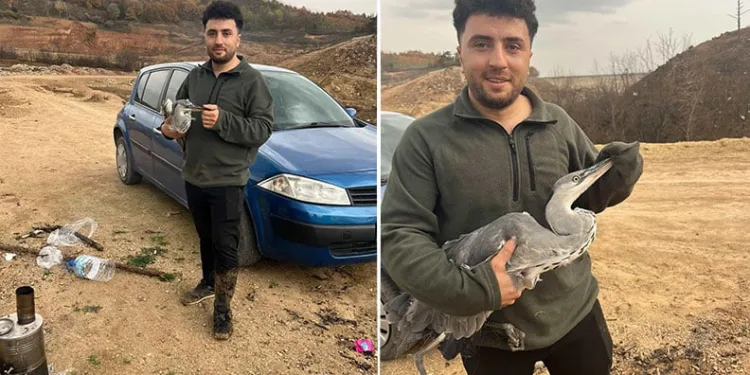 Mahsur kalan mavi balıkçıl kuşunu gençler kurtardı