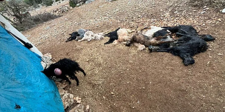 Yabani hayvan saldırısında 12 küçükbaş hayvan telef oldu