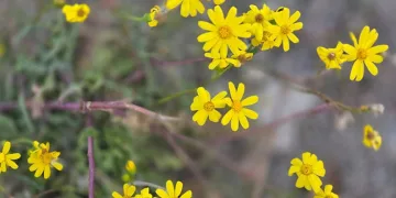 Yozgat’a kış gelmeden bahar geldi