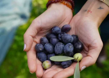 47. Orhangazi Zeytin Festivali Başlıyor