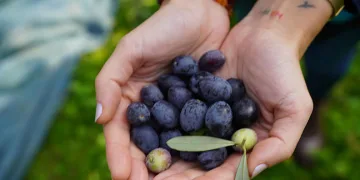 47. Orhangazi Zeytin Festivali Başlıyor