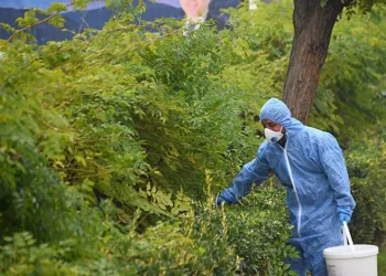 Osmangazi’de kemirgenlere karşı ilaçlama çalışması başlatıldı