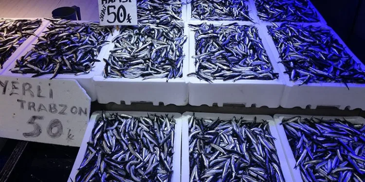 Trabzonlular hamsiye doydu