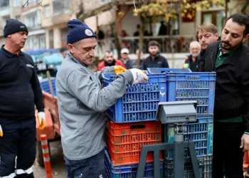 Gemlik Belediyesi ile GemTar’dan Üreticiye Destek Zeytin Alımları Sürüyor