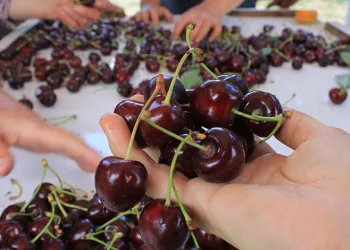 15 Aralık’ta okullarda “Coğrafi İşaret Günü” kutlanacak