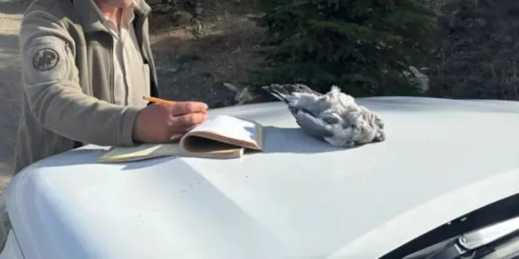 Elazığ’da trafik kazası: 1 yaralı