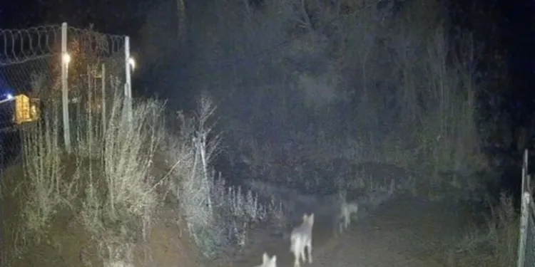 Otomobil aydınlatma direğine çarptı: 1 yaralı