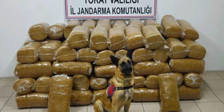 Tokat’ta 485 kilogram kaçak tütün ele geçirildi