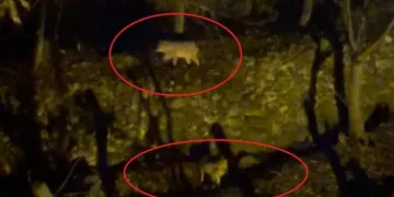 Başkale’de kış sert geçiyor, kar yığınları kamyonlarla ilçe dışına taşınıyor