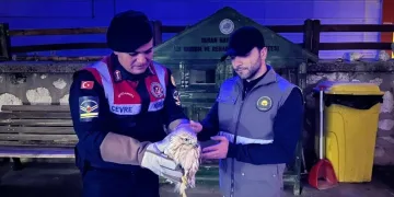 Başkale’de kış sert geçiyor, kar yığınları kamyonlarla ilçe dışına taşınıyor