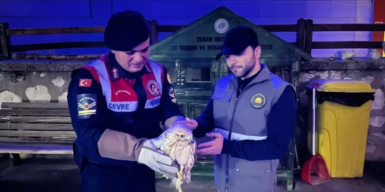 Başkale’de kış sert geçiyor, kar yığınları kamyonlarla ilçe dışına taşınıyor