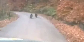 Başkale’de kış sert geçiyor, kar yığınları kamyonlarla ilçe dışına taşınıyor